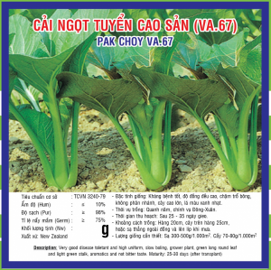 Hạt giống cải ngọt tuyển cao sản
