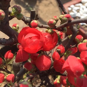 Hoa mai đỏ