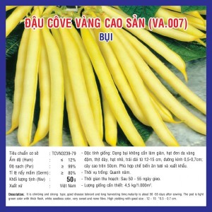 Hạt giống đậu cove vàng cao sản