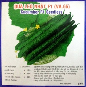 Hạt giống dưa leo Nhật F1