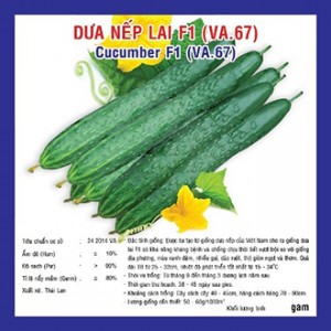 Hạt giống dưa nếp lai F1
