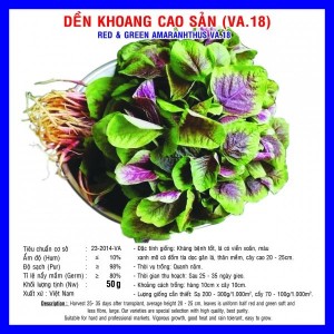 Hạt giống dền khoang cao sản