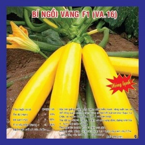 Hạt giống bí ngồi vàng F1