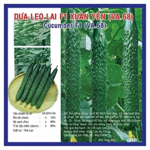 Hạt giống dưa leo lai F1 Xuân Yên