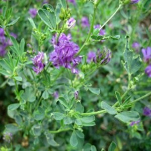 Giống cỏ alfalfa