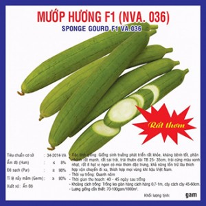 Hạt giống mướp hương F1