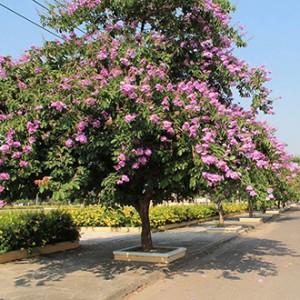 CÂY BAN HOÀNG HẬU