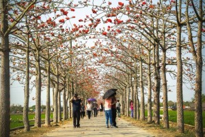 Cây hoa gạo