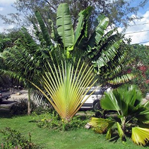 CÂY CHUỐI RẺ QUẠT
