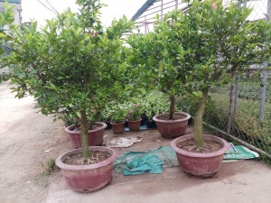 Cây Ăn Qủa Trồng Trong Chậu