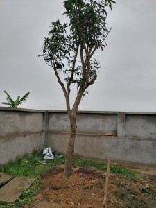 XOÀI ĐÀI LOAN TO