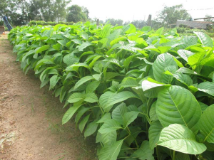 Cây Gáo Trắng