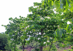 Cây Trẩu Giống
