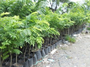 Giống cây sưa trắng