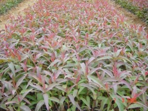 GIỐNG CÂY BẠCH ĐÀN ĐỎ