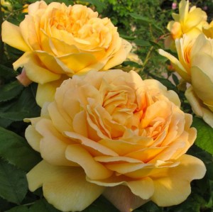 Giống hoa hồng Golden