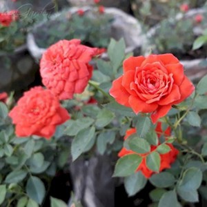 Giống hoa hồng tỉ muội