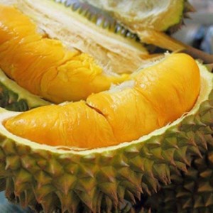Giống sầu riêng Thái