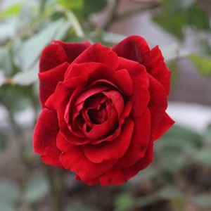 Giống hồng cổ hải phòng