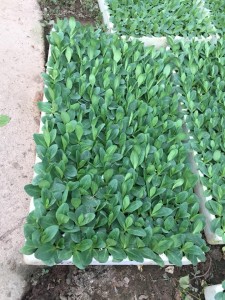Giống hoa cát tường