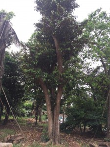 Cây vú sữa