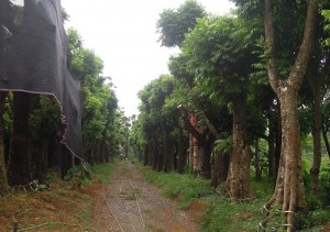Cây sấu