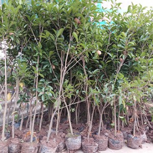 Hồng xiêm xoài choai