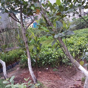 Cây mít thái trưởng thành