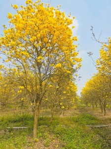 Cây Phong Linh
