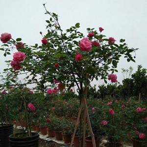 Hồng tree rose