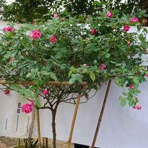 Hồng tree Sapa