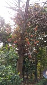 Ngọc kỳ lân