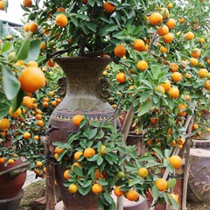 Quất chum