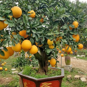 Bưởi cảnh