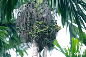 Giống cau tứ quý