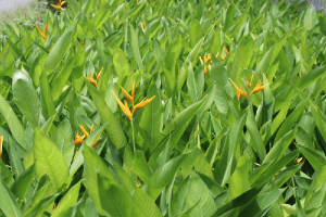 CÂY CHUỐI MỎ KÉT