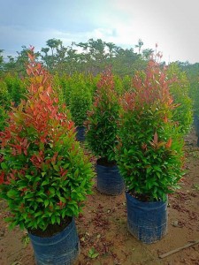 CÂY HỒNG LỘC