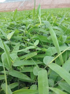 CÂY LÁ GIANG