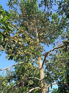 Giống cây dổi ghép