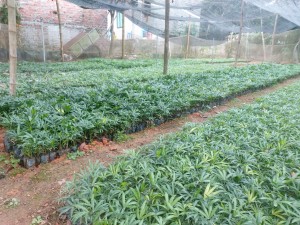 GIỐNG CÂY MÂY NẾP
