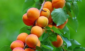 Cây mơ rừng