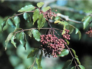 Giống Cây Mắc Khén