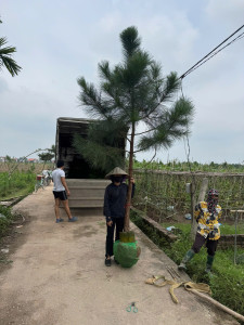 Cây Thông Lớn
