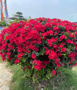 Hoa Đỗ Quyên Chơi Tết