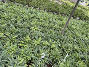 CÂY DƯƠNG XỈ